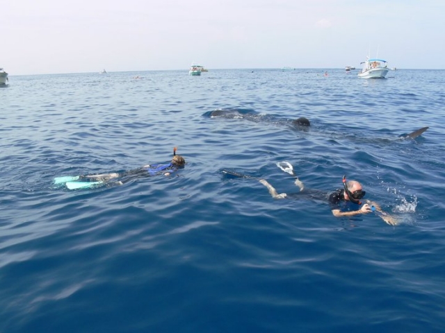  swim with whale sharks 